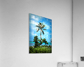 single palm 2 Acrylic Print