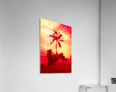single palm 7 Acrylic Print