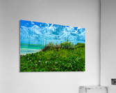 Lush Dunes 1 Acrylic Print