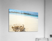 shell 2 Acrylic Print