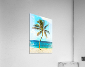 palm color 3 Acrylic Print