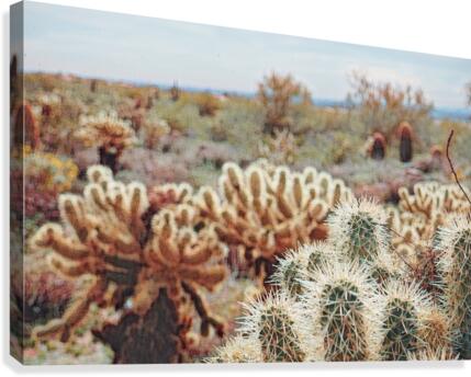 cactus bush 6 Canvas Print