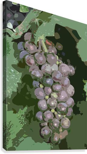 grapes 4 canvas Canvas Print