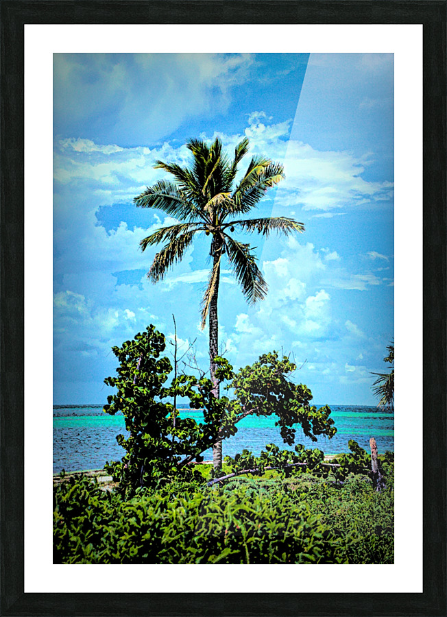 single palm 2 Picture Frame print