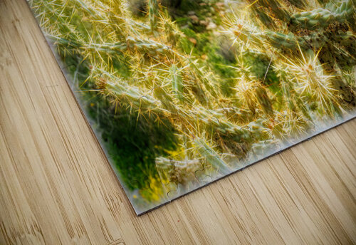 cactus plant 2 realimpressions puzzle