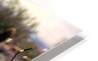 cactus bush 7 HD Metal print