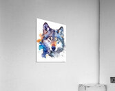 Winter Wolf  Acrylic Print