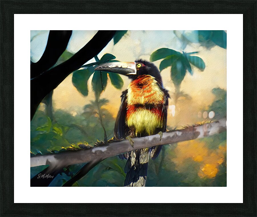Aracari  Impression et Cadre photo