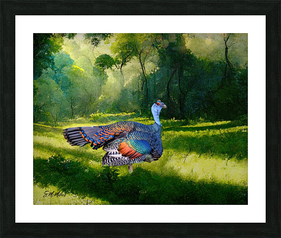 Ocellated Turkey  Picture Frame print