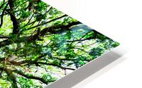 Summer Oak Tree HD Metal print
