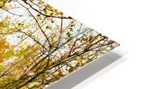 Autumn Hike HD Metal print