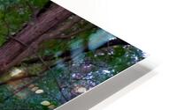 Autumn Leaf Trail HD Metal print