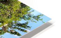 Tree Ranch HD Metal print
