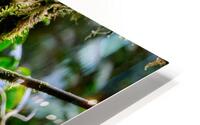 Bird in a Tree One HD Metal print