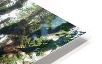 Cloud Forest Moss Trees HD Metal print