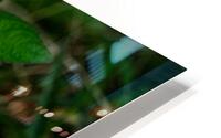 Sleeping Grass HD Metal print