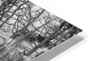 Winter Aspen Forest HD Metal print