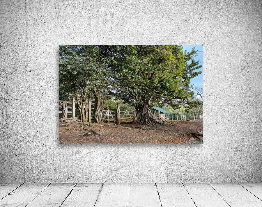 Tree Ranch Wall Preview