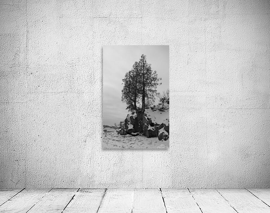 Winter Cedar Wall Preview