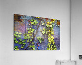 1l Vines On Metal and Stucco Acrylic Print