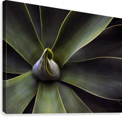 Plant In Abstract Canvas Print