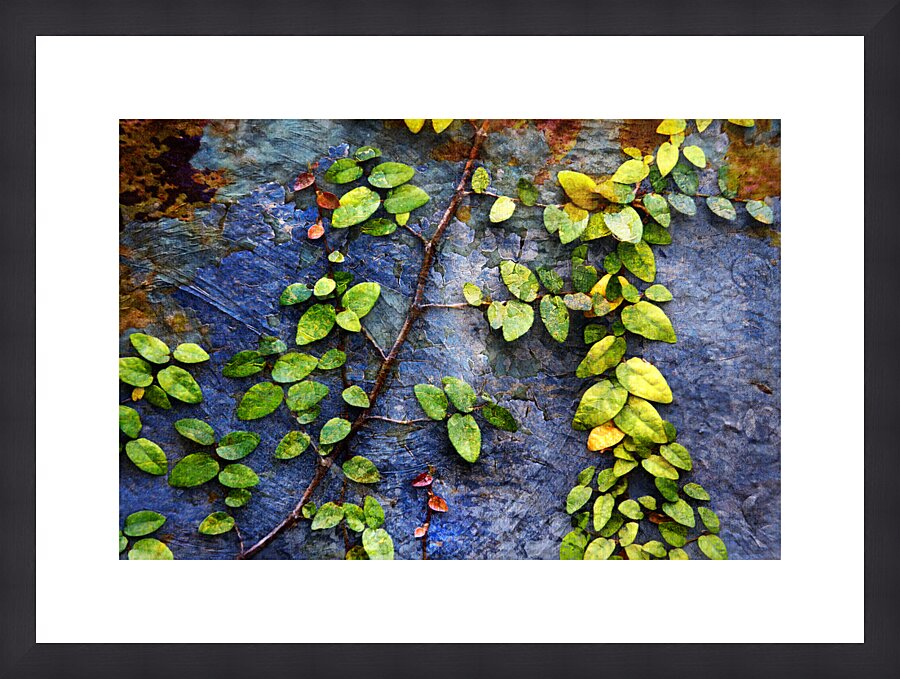 1l Vines On Metal and Stucco Picture Frame print