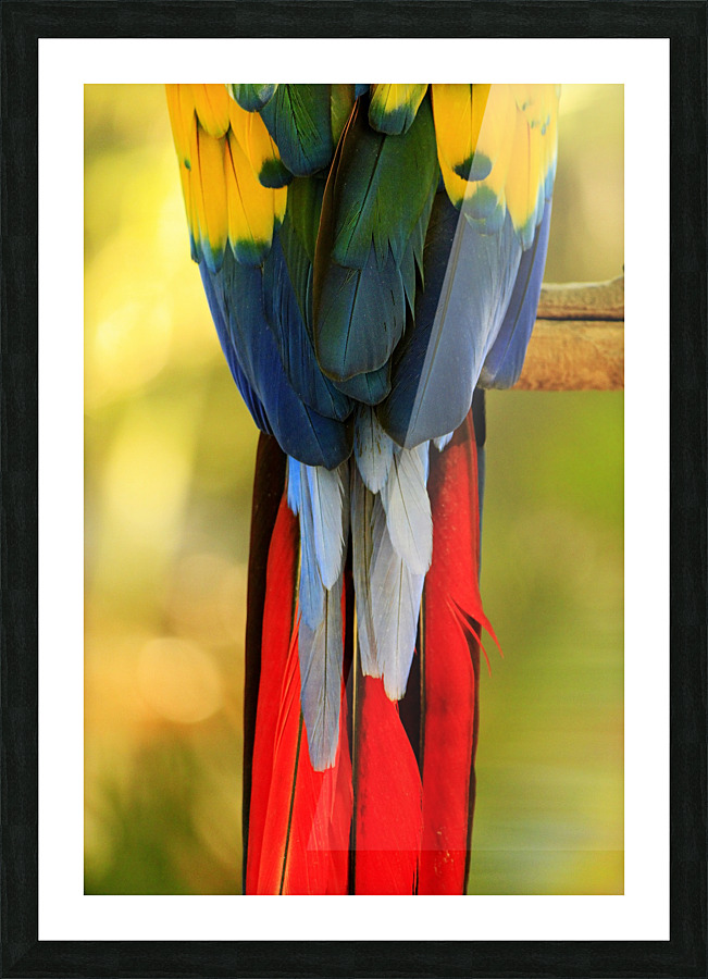 Perret Tail Picture Frame print