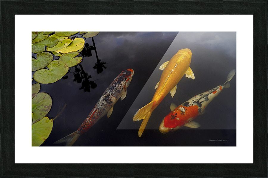 Three Koi - Amigos Picture Frame print