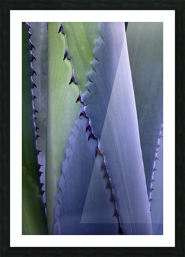 Back Yard Succulent 720 Picture Frame print