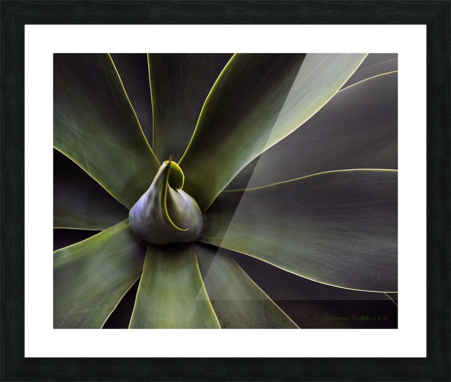 Plant In Abstract Picture Frame print