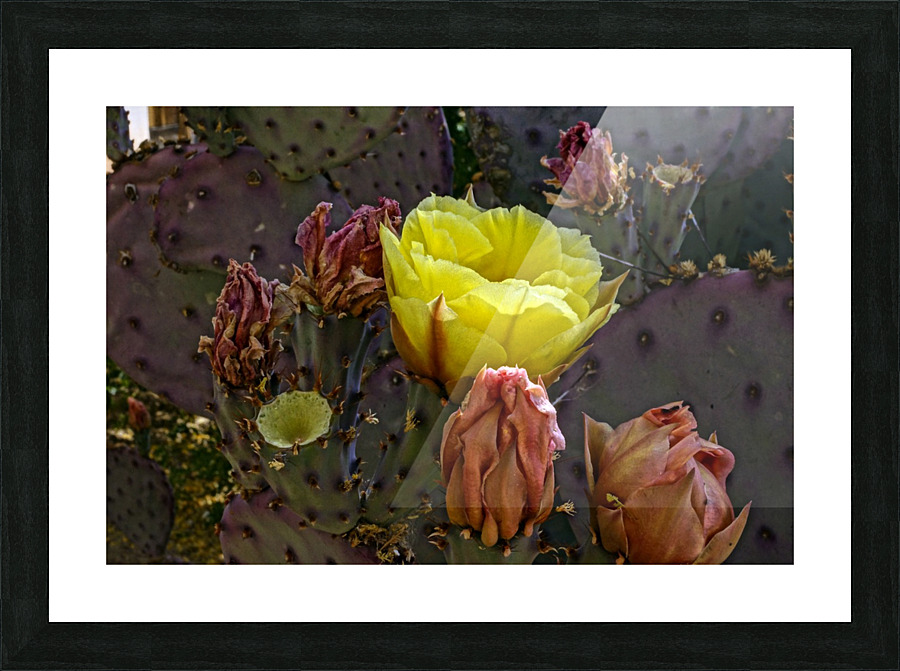 Nopal Flower Picture Frame print
