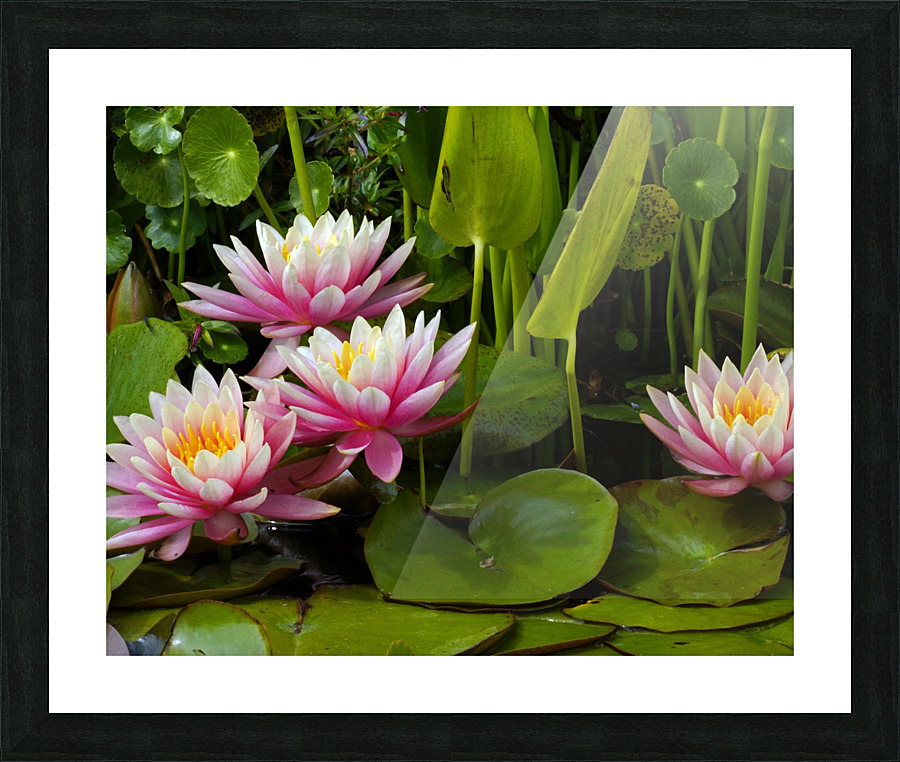 May Lilies  Picture Frame print