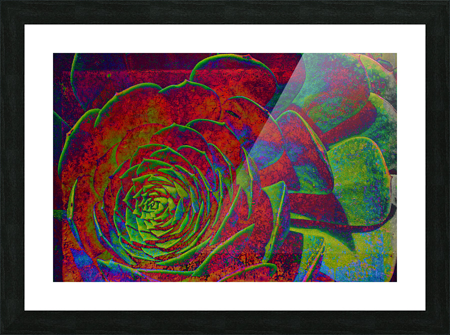 Succulent In Reds  Picture Frame print