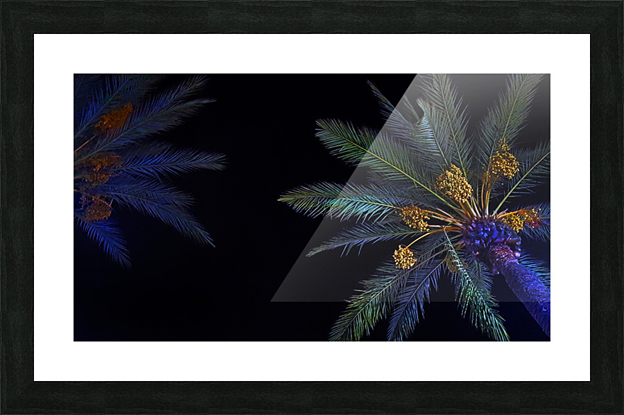  Palms At Night Picture Frame print