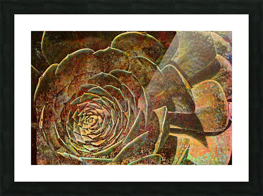 Succulent In Abstract Picture Frame print