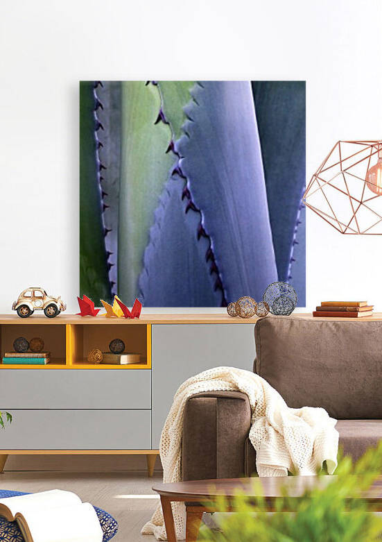 Back Yard Succulent 720 by Lawrence Costales