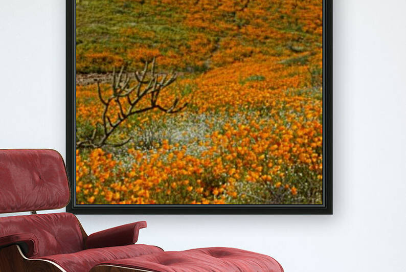 Poppy Super Bloom Field by Lawrence Costales
