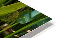 May Lilies  HD Metal print