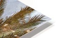 1p Different Palms 2 HD Metal print