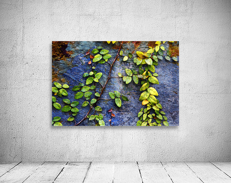 1l Vines On Metal and Stucco Wall Preview