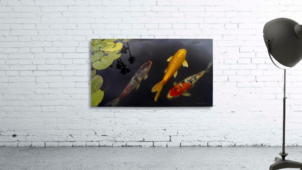 Three Koi - Amigos Wall Preview