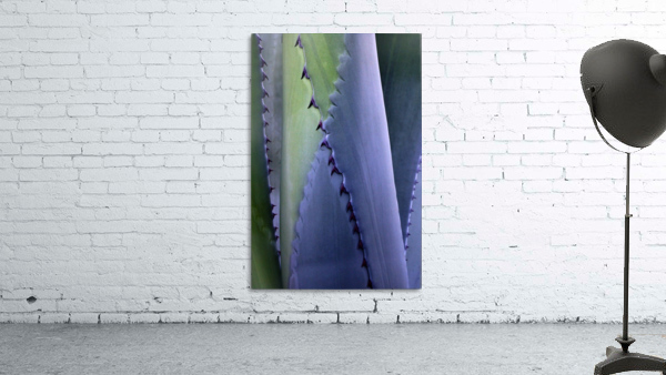 Back Yard Succulent 720 Wall Preview