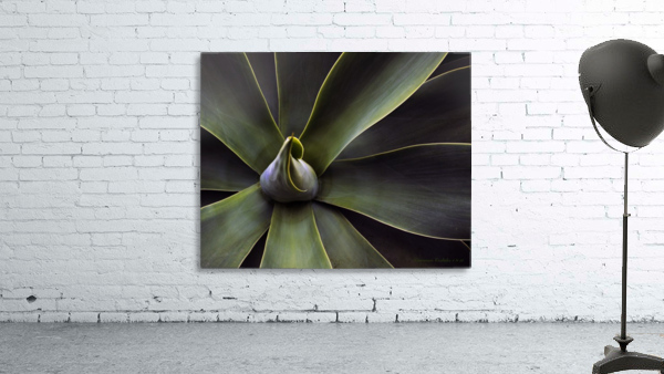 Plant In Abstract Wall Preview