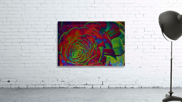 Succulent In Reds  Wall Preview