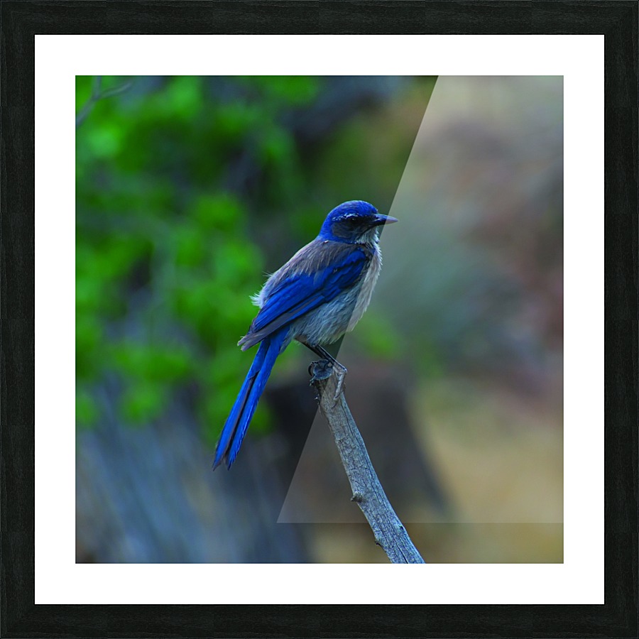 Scrub Picture Frame print