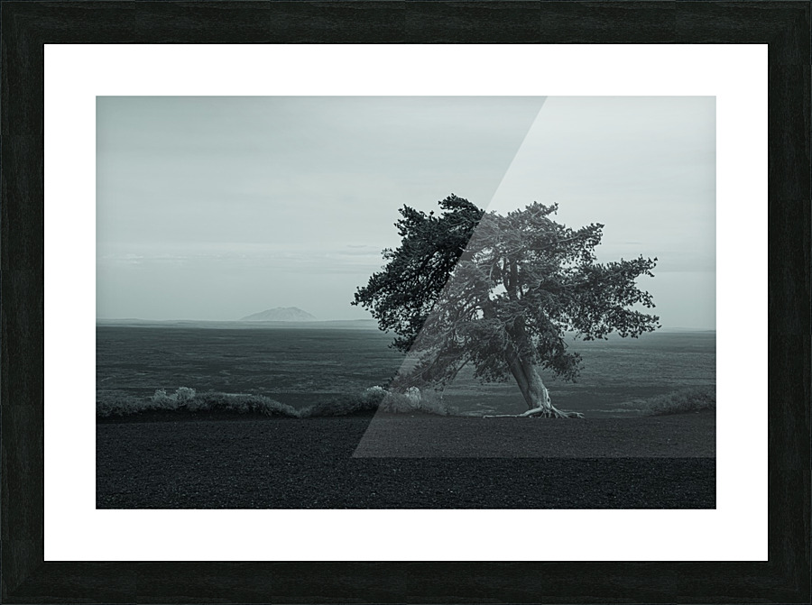Cinder Tree Picture Frame print