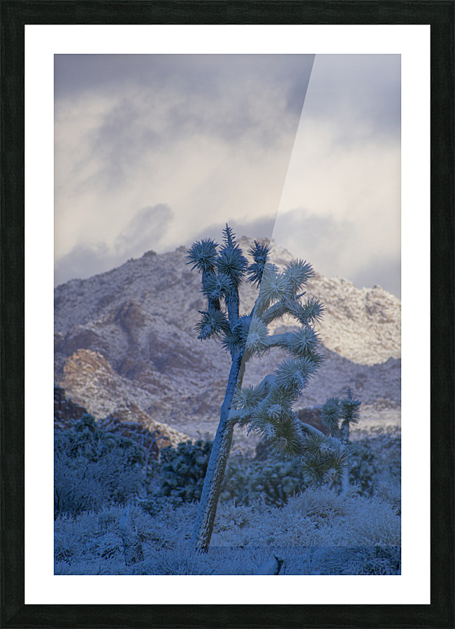 Joshua Tree Portrait Picture Frame print