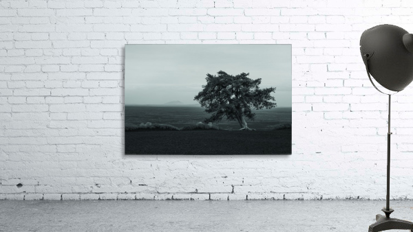 Cinder Tree Wall Preview