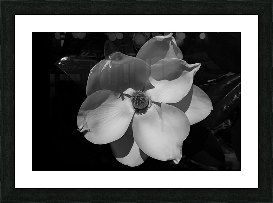 magnolia copy Picture Frame print