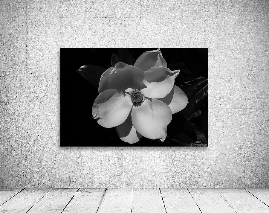 magnolia copy Wall Preview